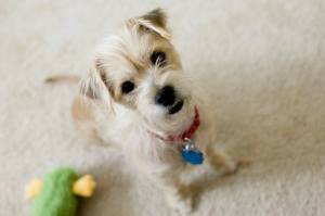 994269_427169380723800_439143538_n