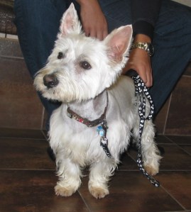 Looking for his Furever Home