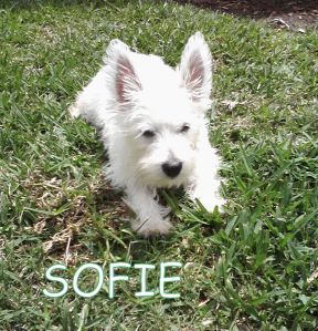 Sofie PF pic