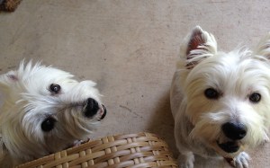 S&S update Happy Update