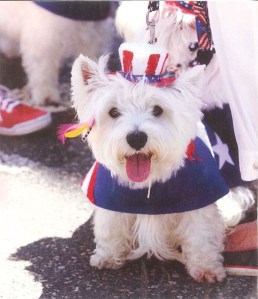 Westie 4th of July
