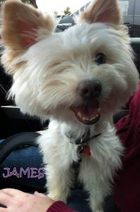 1455880_502939476480123_277329121_n