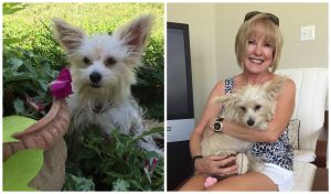 Bella Happy Tail collage