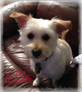 Ellie1groomed