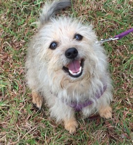 Tabby 1FullSizeRender - 5