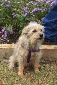 Tabby FullSizeRender