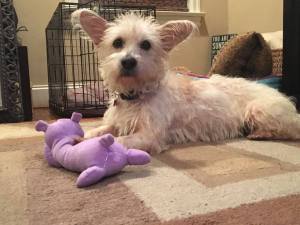 12325181_1632181437056150_2032031694_n