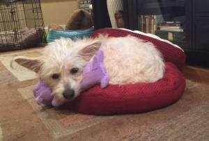 12351294_1632181443722816_1299020543_n