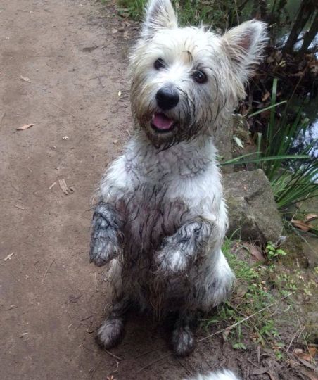 Muddy Westie